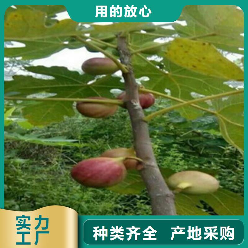 无花果苗质量认证