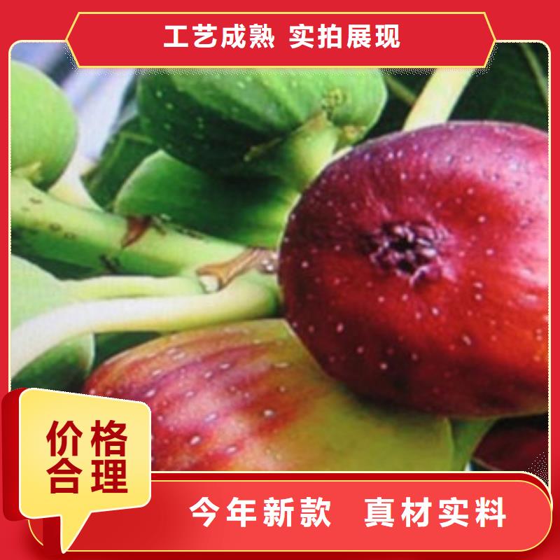 无花果苗量大优惠
