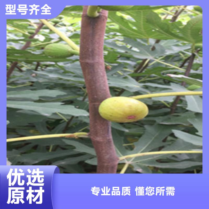 无花果苗质量认证精工细致打造