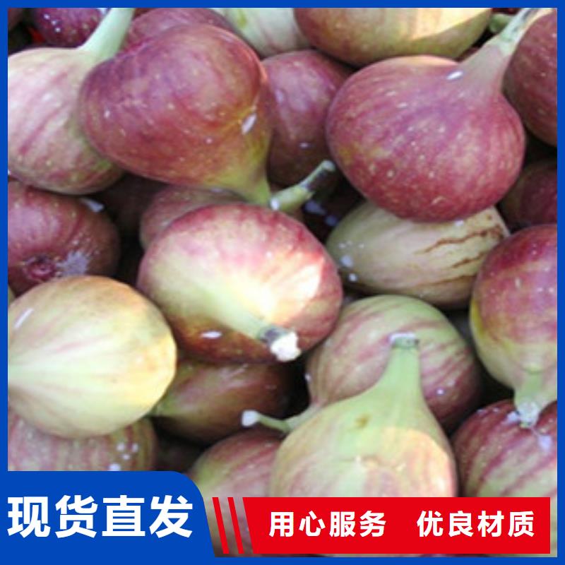 无花果苗-无花果苗保量