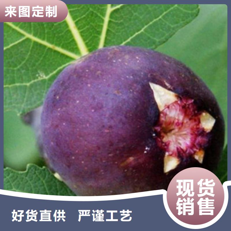 质量优的无花果苗实体厂家