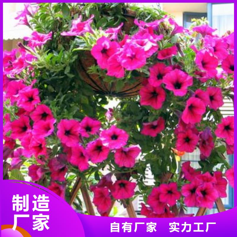 #马鞭草#-价格透明