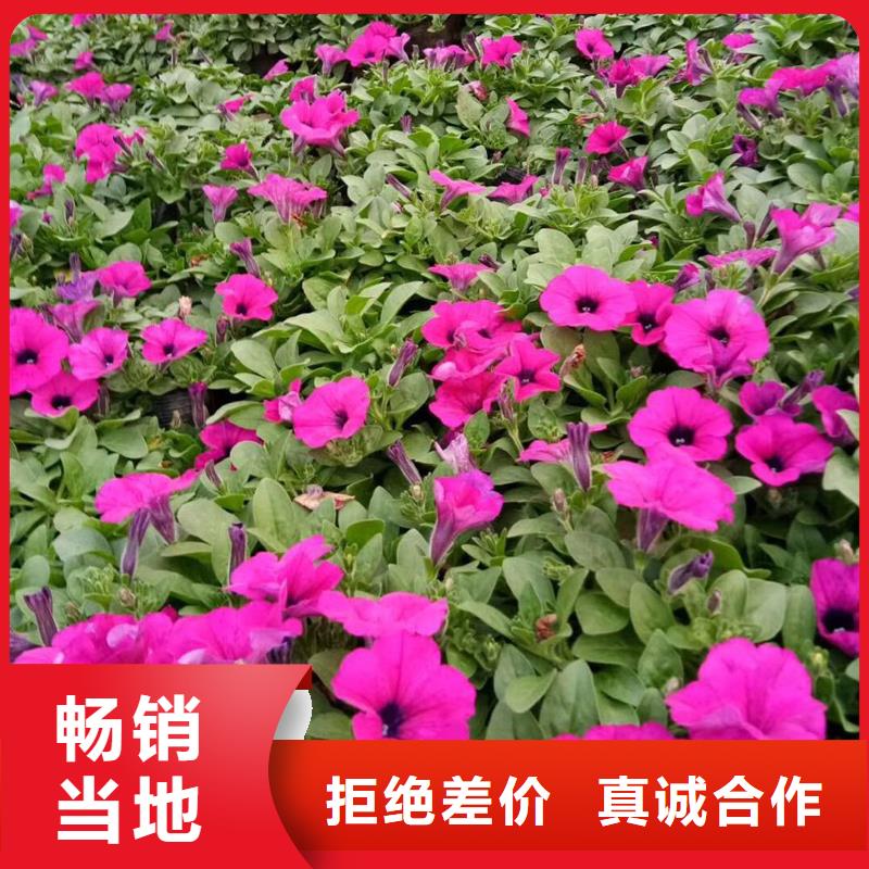 经验丰富的马鞭草经销商同城品牌