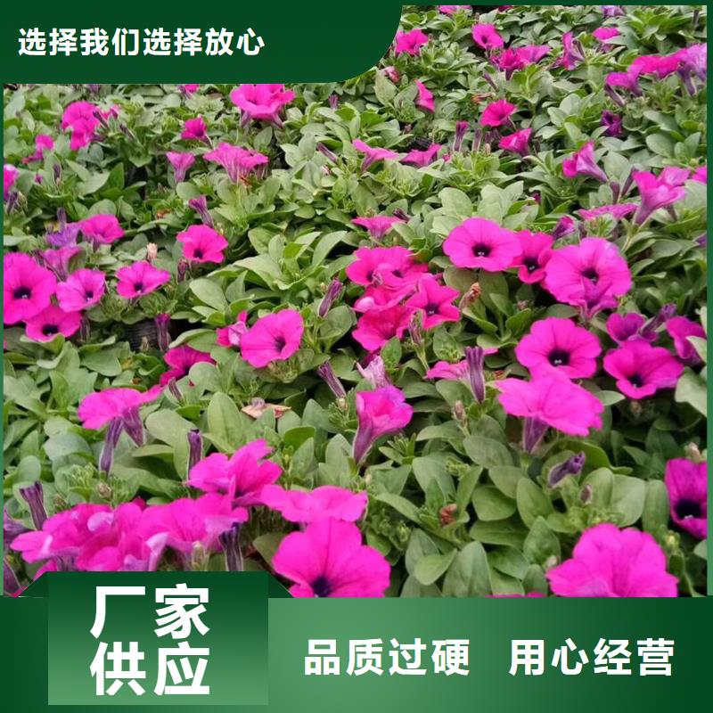马鞭草公司