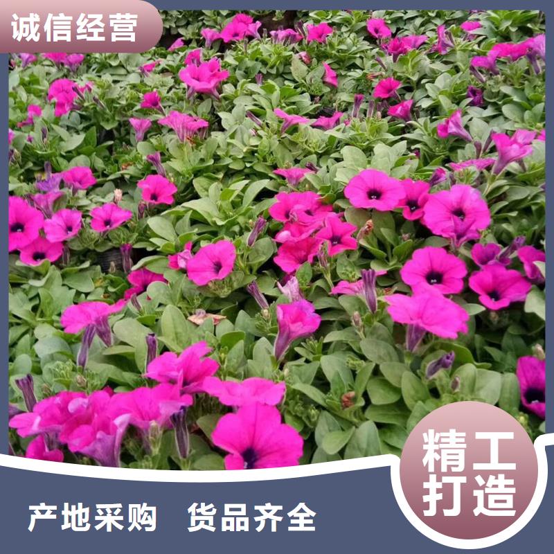 供应批发马鞭草-省心满足客户所需