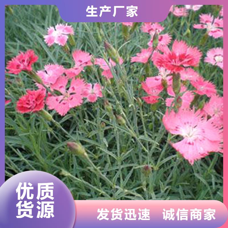 销售马鞭草_厂家/供应