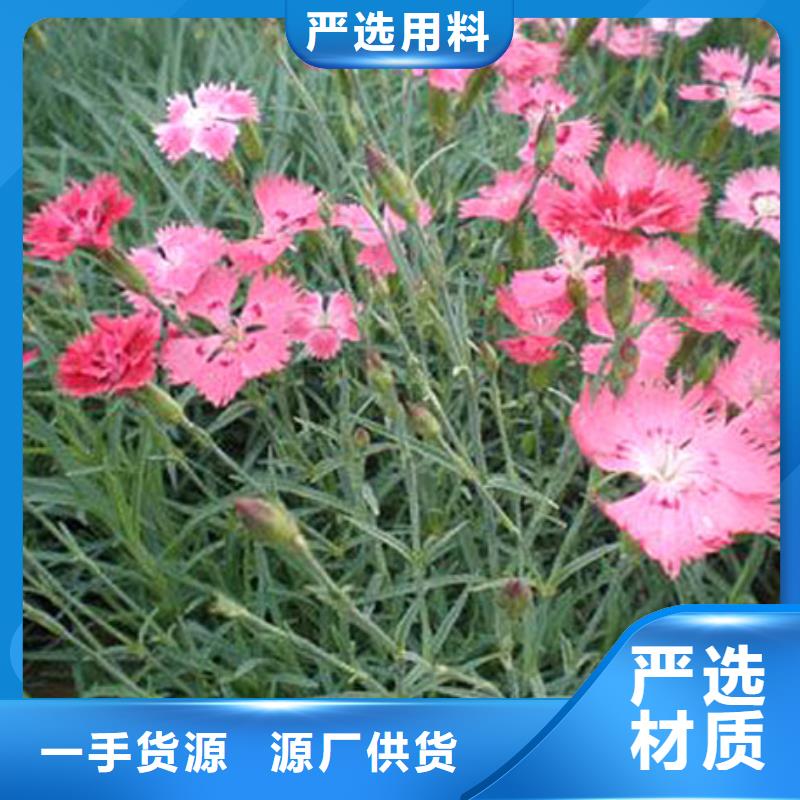 靠谱的马鞭草厂家专注生产制造多年