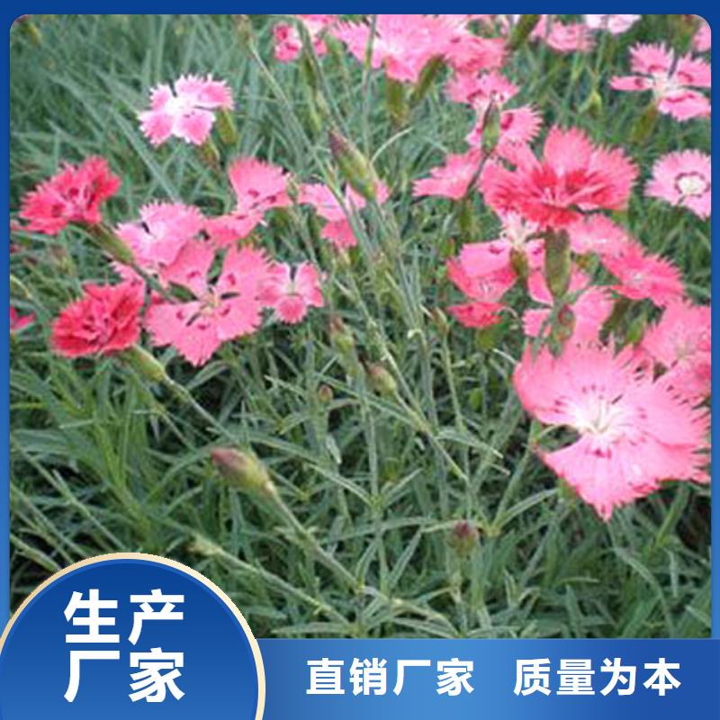 马鞭草现货供应厂家厂家直营