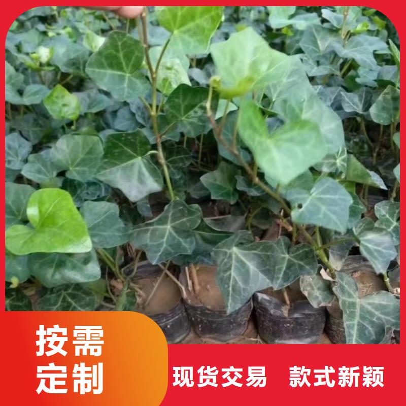 马鞭草优惠幅度大同城服务商