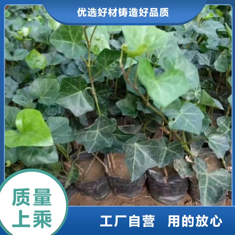 马鞭草_马鞭草厂家同城生产商