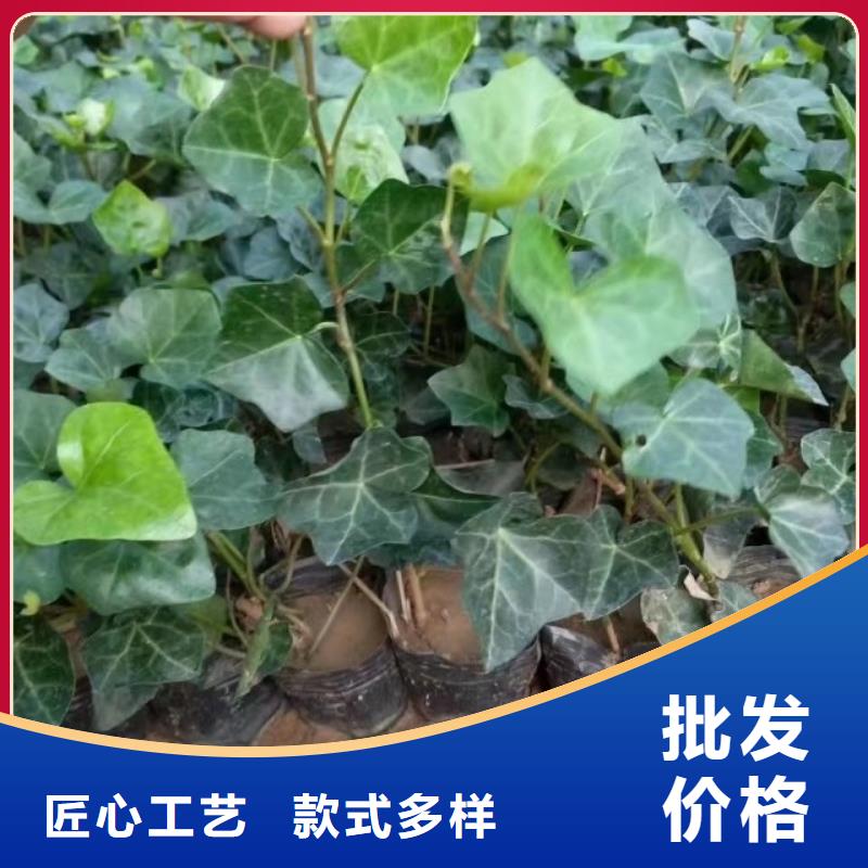 马鞭草销售地址