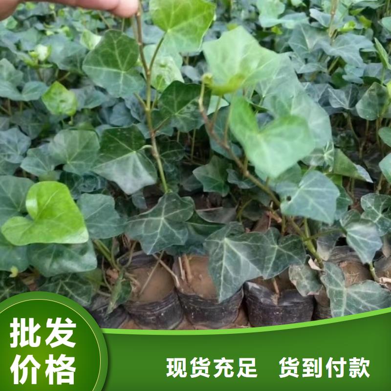 马鞭草物流送货上门原料层层筛选