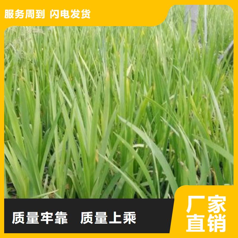 马鞭草真诚的服务
