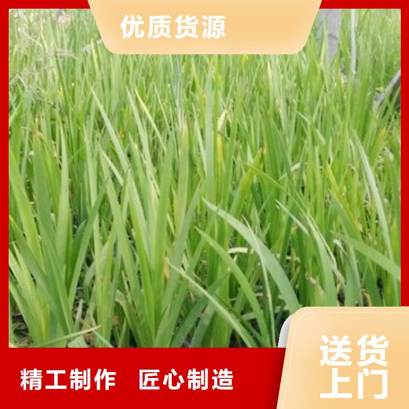 马鞭草-马鞭草厂家批发
