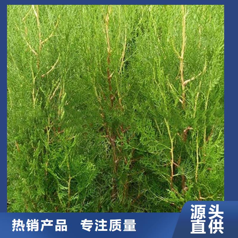 信誉好的马鞭草厂家