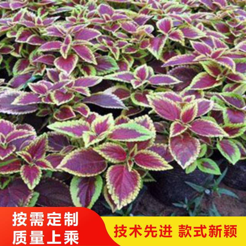 马鞭草-货到付款本地生产商