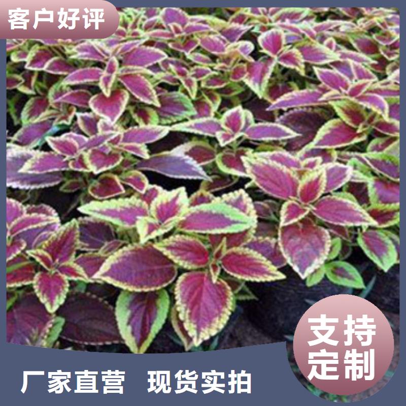 马鞭草报价格