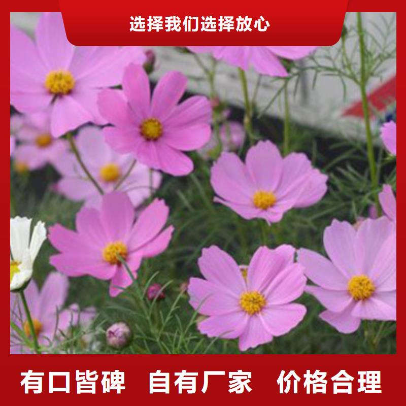 马鞭草实体厂家本地经销商