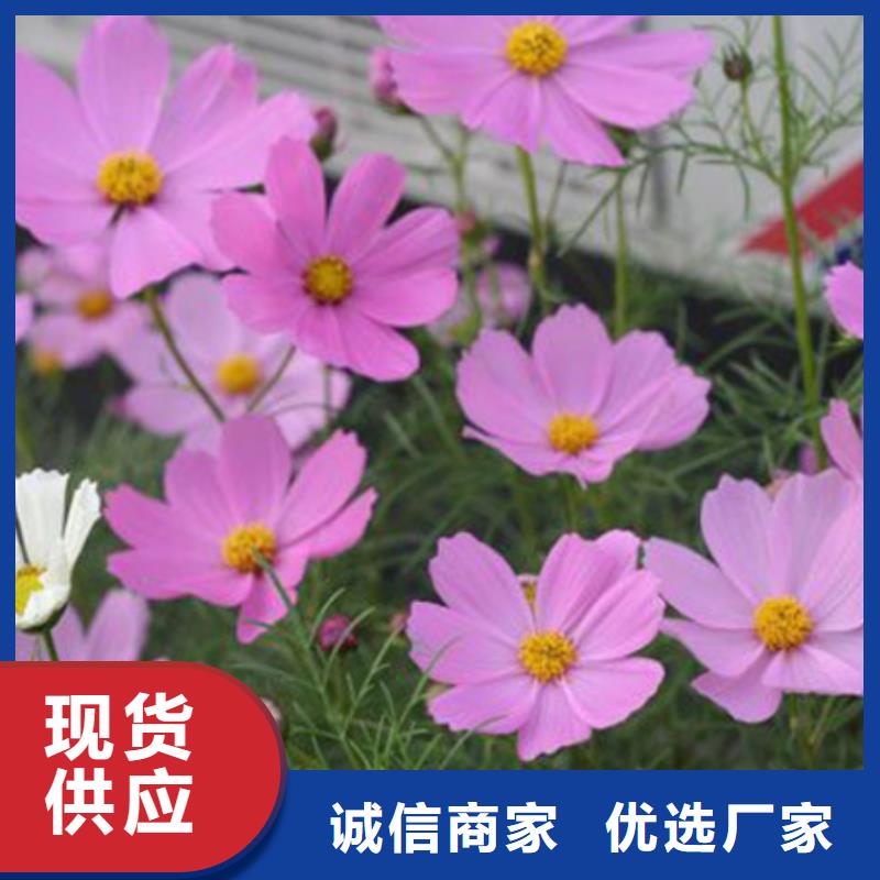马鞭草-厂家直供价格地道