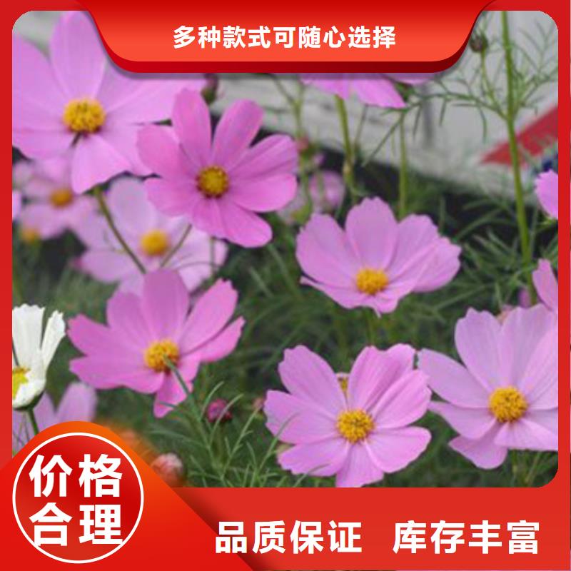 马鞭草生产公司