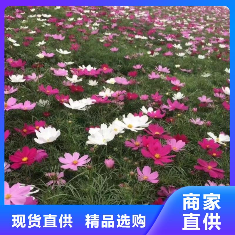 马鞭草厂家现货供应实力大厂家