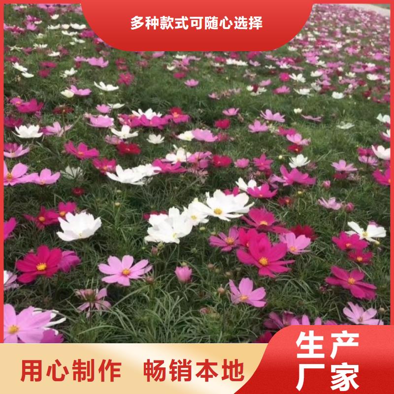 优惠的马鞭草生产厂家