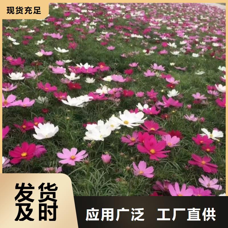 马鞭草-马鞭草价格透明的简单介绍