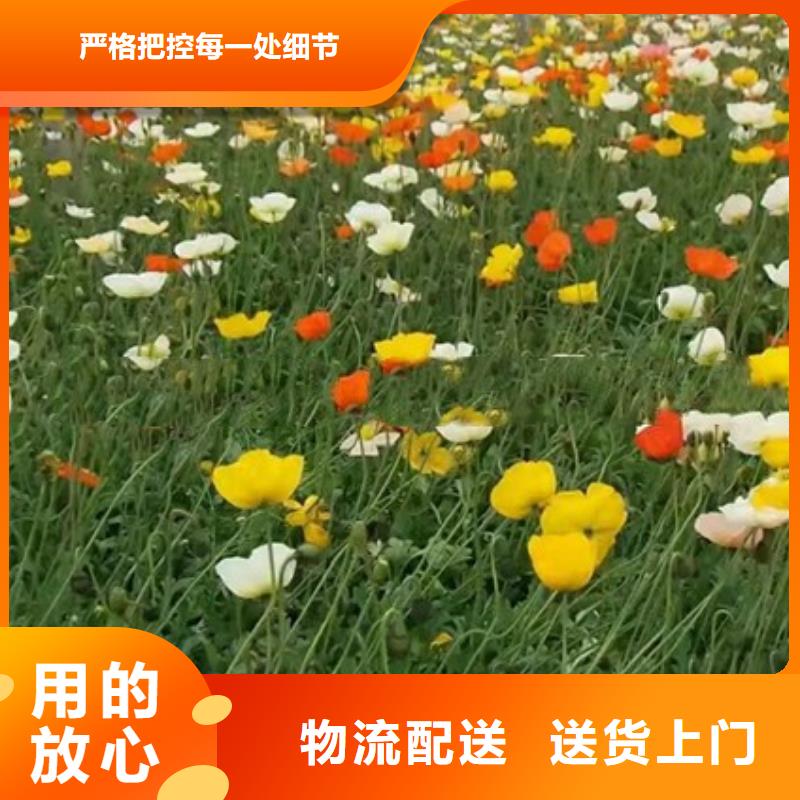 马鞭草生产公司