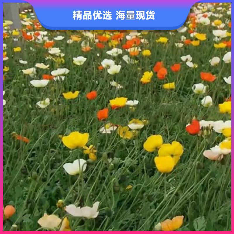 销售马鞭草_厂家/供应