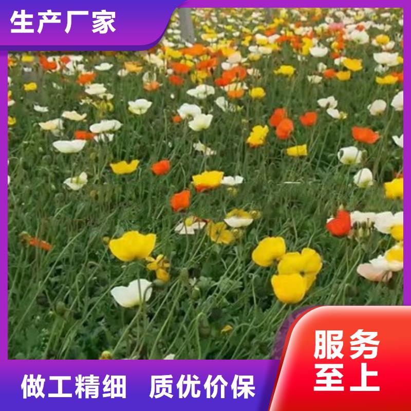 马鞭草厂家-专心做产品厂家实力大