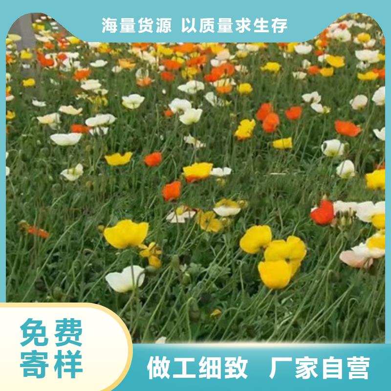 马鞭草采购热线