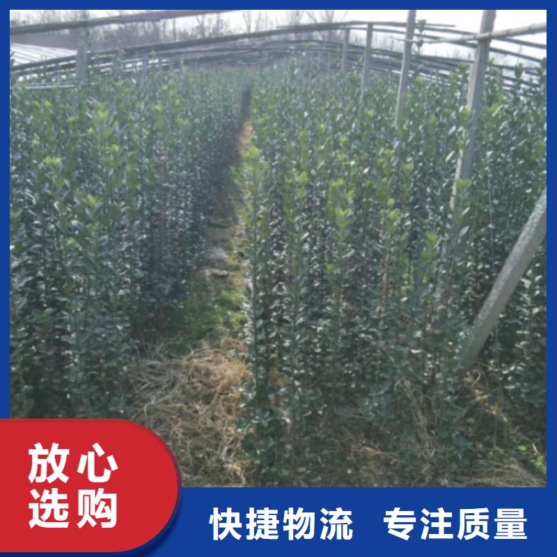 值得信赖的马鞭草生产厂家源头厂家