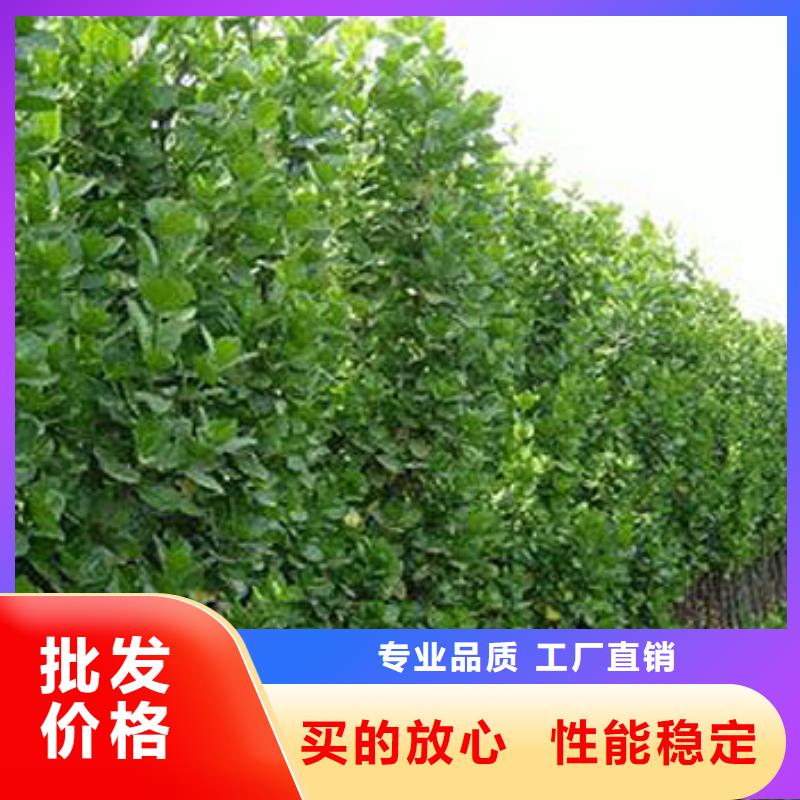 质量好的马鞭草厂家排名同城货源