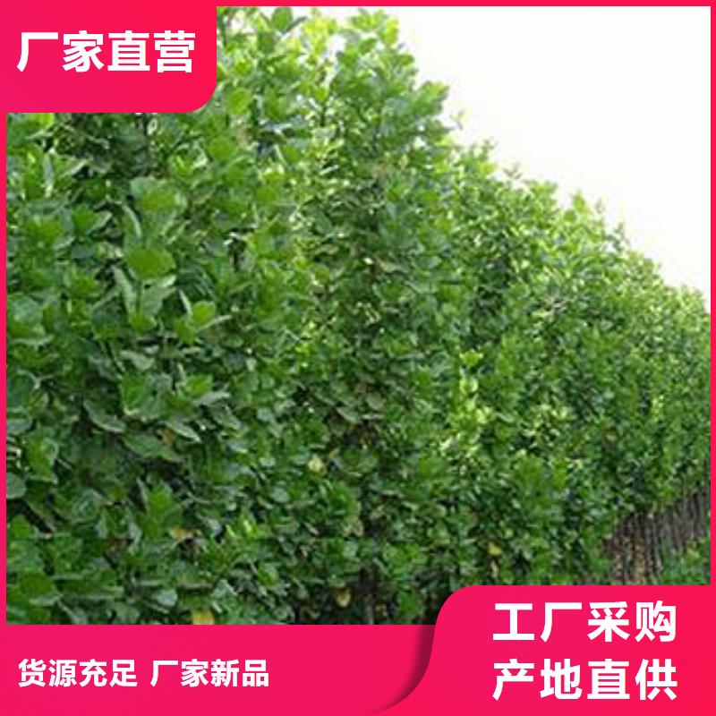 马鞭草报价-厂家