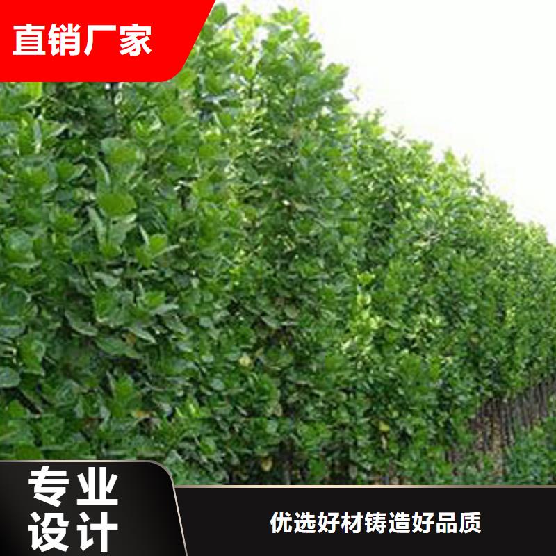 #马鞭草#-价格透明源头把关放心选购