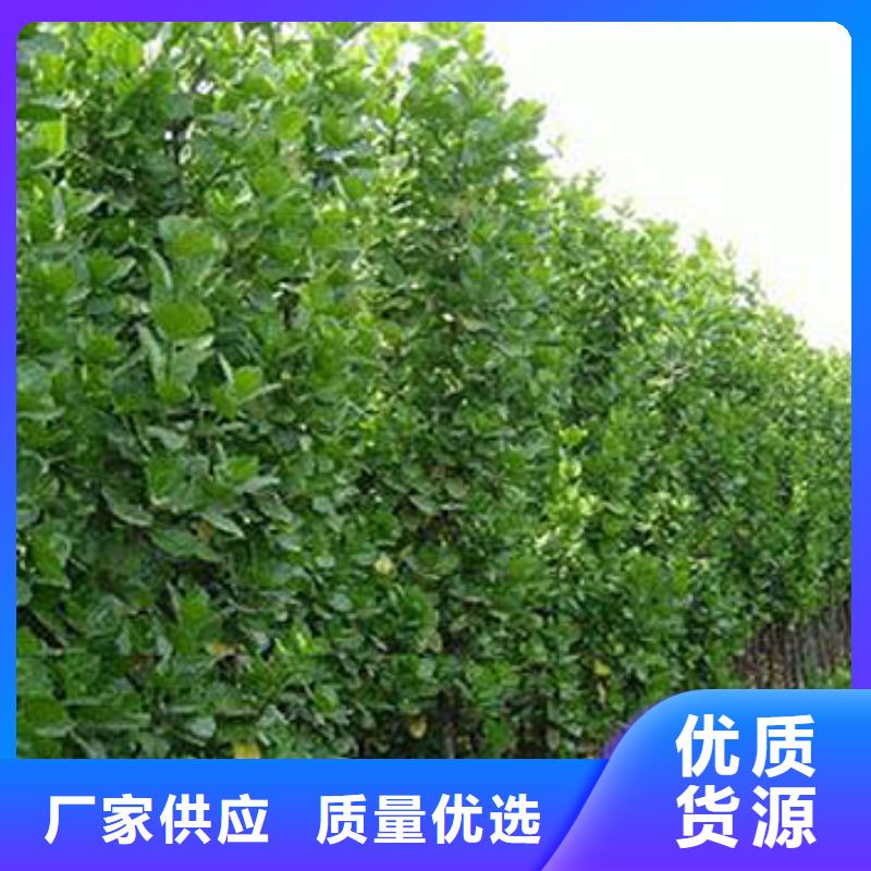 质量可靠的马鞭草经销商