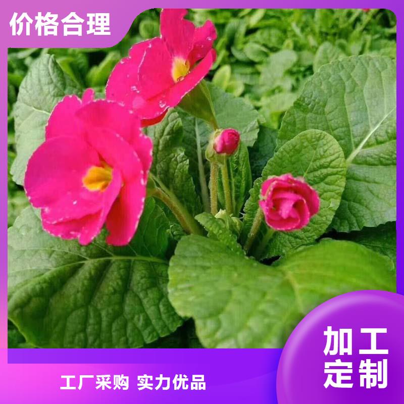 马鞭草可零售支持大批量采购