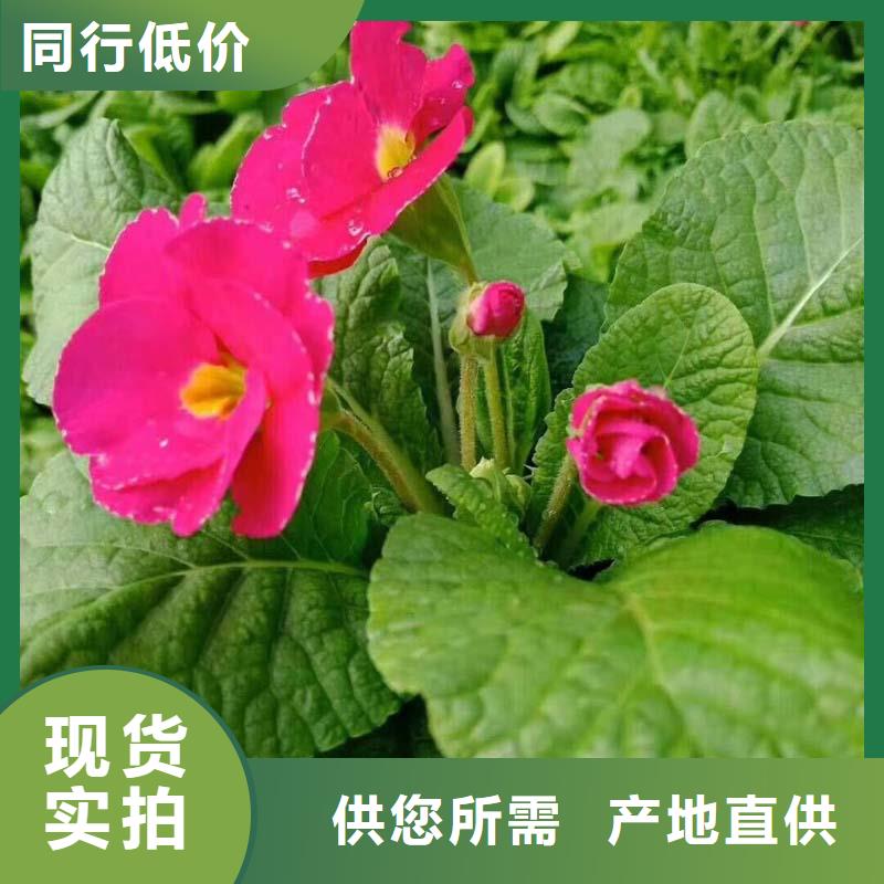 #马鞭草#性价比高一站式服务