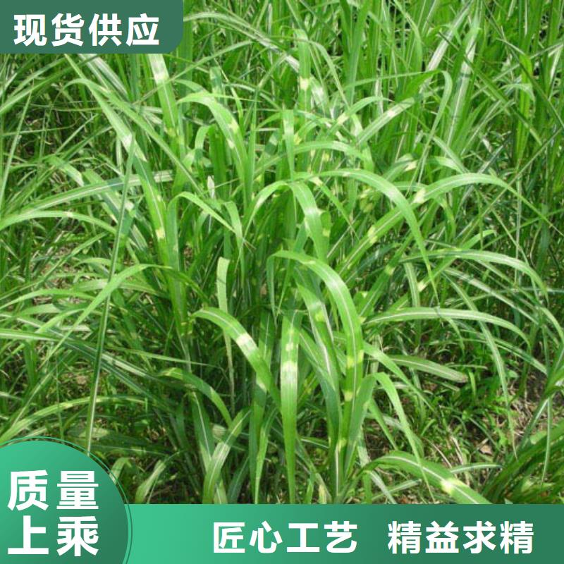 专业生产制造马鞭草的厂家当地服务商