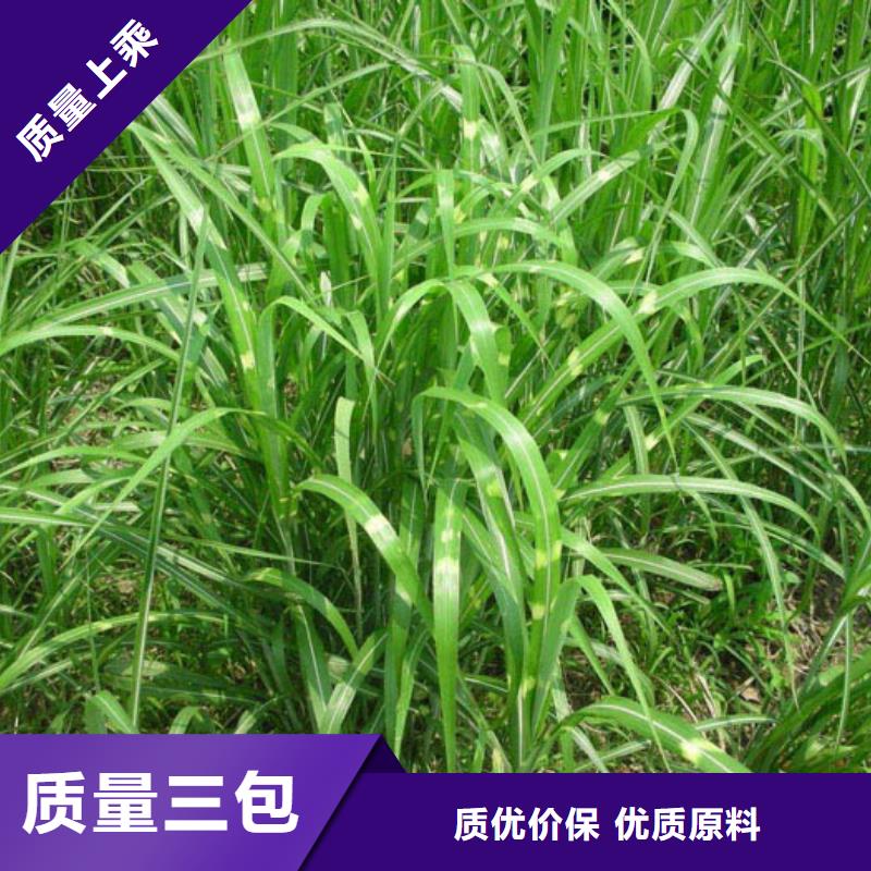 马鞭草公司