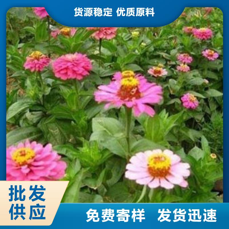 优惠的马鞭草供应商