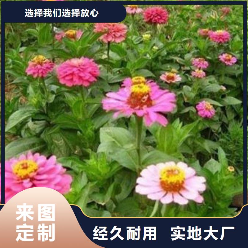 马鞭草公司