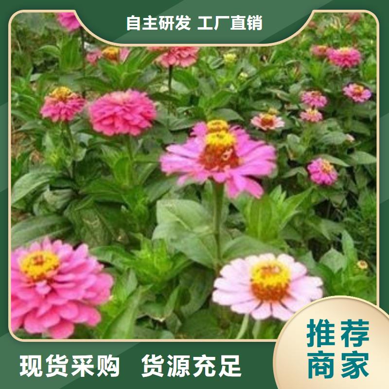 马鞭草0元寄样