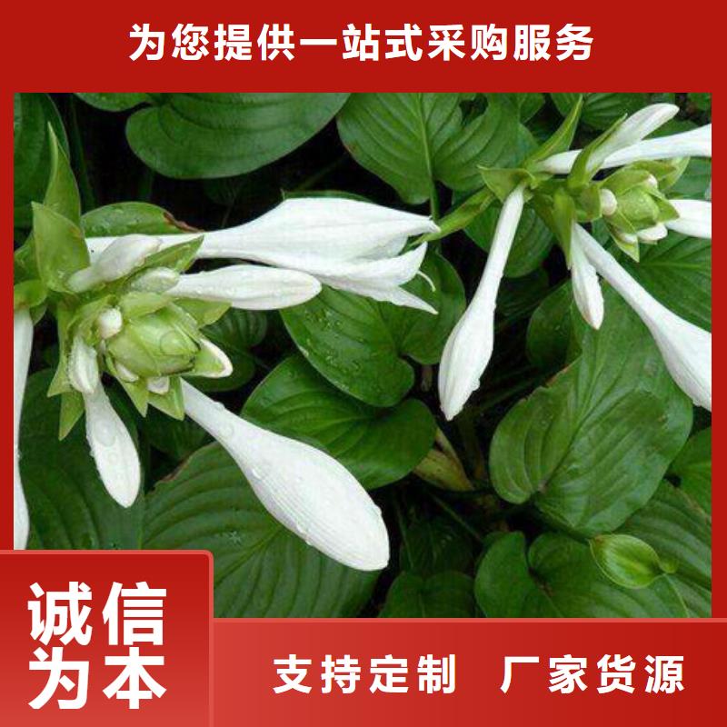 优惠的马鞭草生产厂家