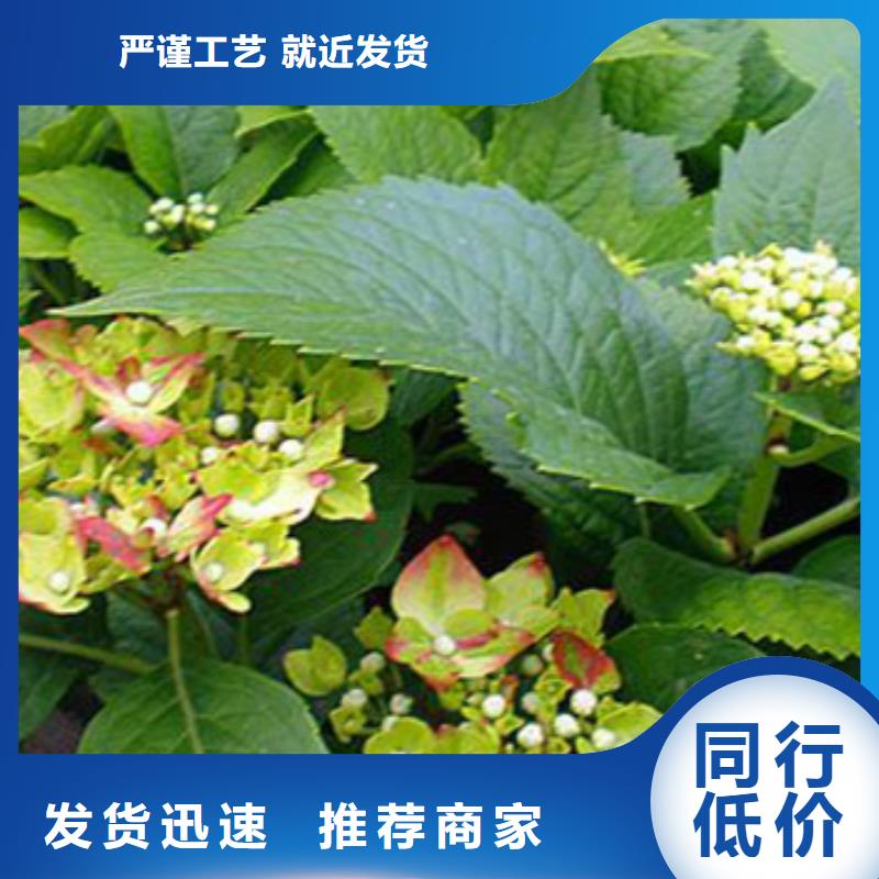马鞭草厂家-值得信赖