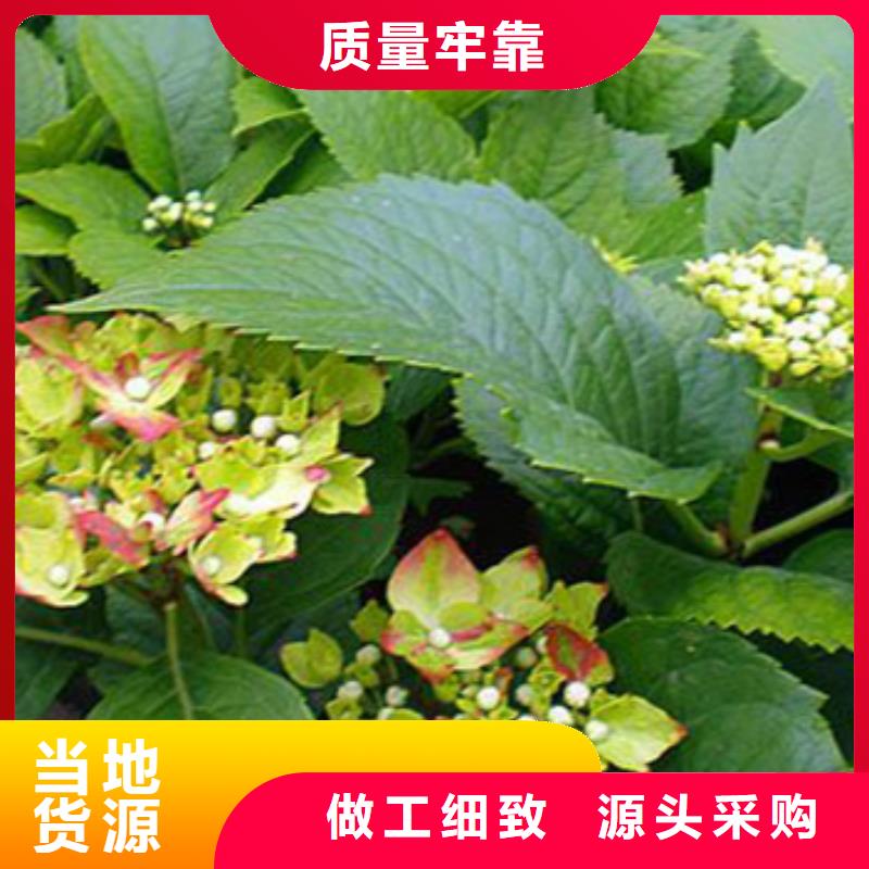 马鞭草高品质