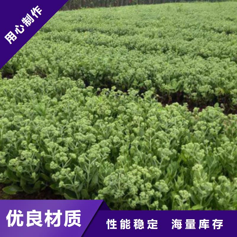 专业销售马鞭草-现货供应