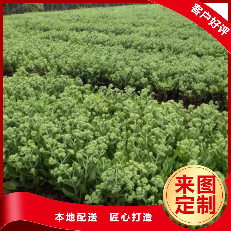 #马鞭草#价格优惠当地制造商