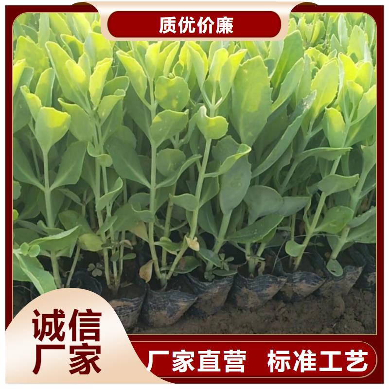 口碑好的马鞭草厂价格低