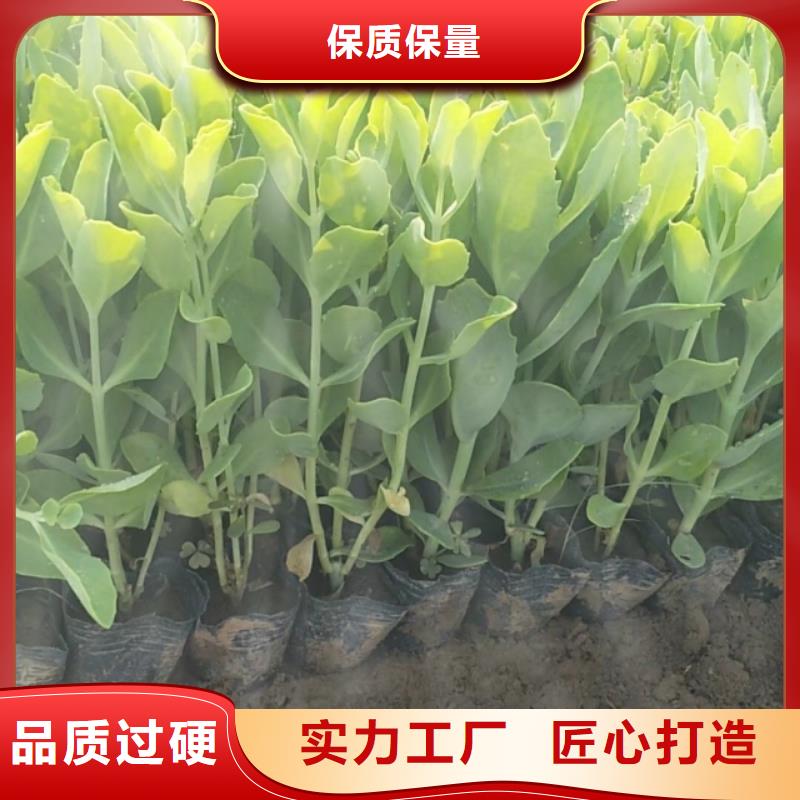 马鞭草-快来购买吧